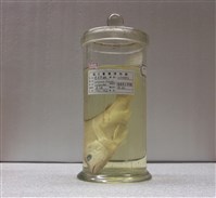 藏品(黃足笛鯛)的圖片